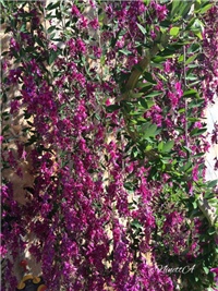 00aea6c5-20160927 RI lesperdezaa.jpg